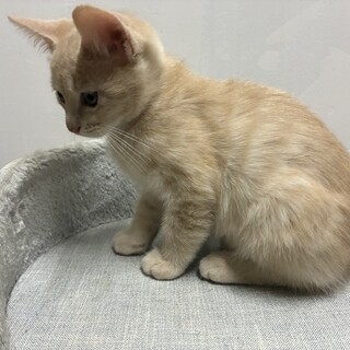 ミルクティー色の綺麗な毛並みの元気な男の子