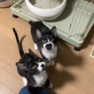 【複製】兄弟2匹引き取れる方いませんか？