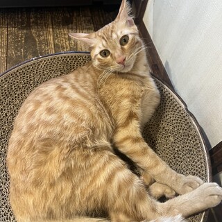元気いっぱい食いしん坊な茶トラの金剛くん！