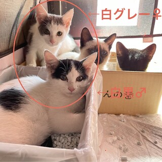 2ヶ月 兄妹 人馴れ◎保護中