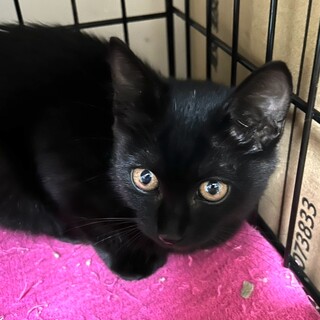 空き家で保護された黒猫まどんなちゃん2ヶ月半