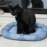 ほのぐらし