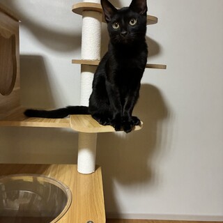 黒猫のビトくん