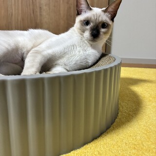 シャム柄のほんわかユルちゃん