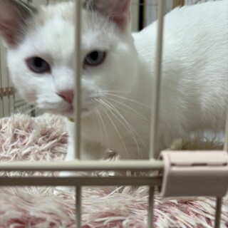 4ヶ月の子猫　里親様を募集