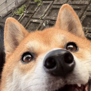 人が大好きな柴犬の女の子です！