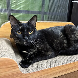 【複製】多頭崩壊レスキューサビ猫