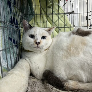 ブルーアイ三毛猫しいちゃん１歳避妊済