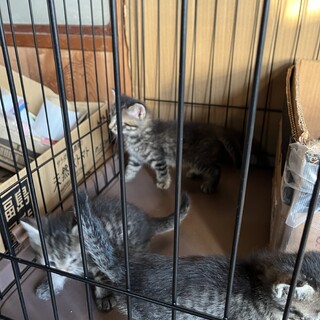 子猫　オス1匹　メス2匹