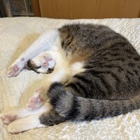 てん