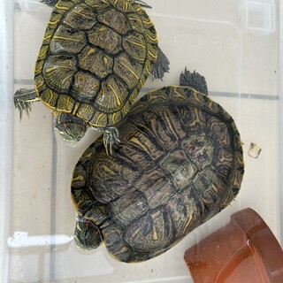 アカミミガメのオスとメスのペア　里親を探しています