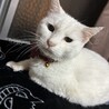 こまはろ