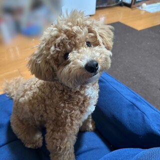 ビションプーの新しい家族を探しています