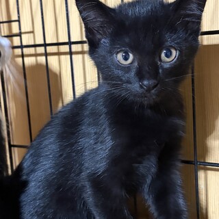 2ヶ月　おっとり　黒猫　あんちゃん（3姉弟）