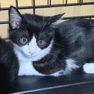 2ヶ月シャイな白黒はちわれ猫　のんちゃん（3姉弟）