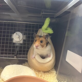 ゴールデンハムスター