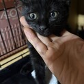 2ヶ月　活発　黒猫　かん君（3姉弟）