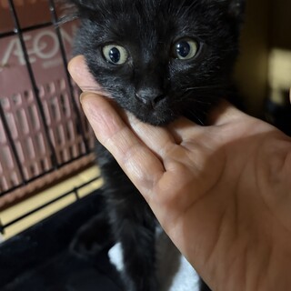 2ヶ月　活発　黒猫　かん君（3姉弟）
