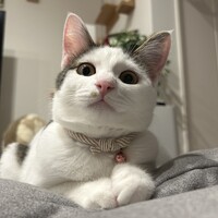 ちまき