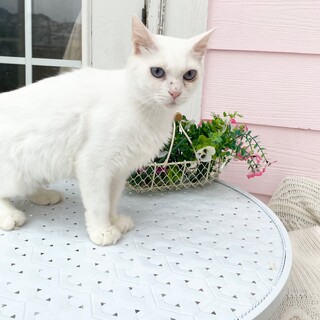 青い瞳の長毛美猫ちゃん