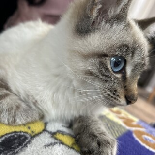 推定3-4ヶ月の超絶かわいい子猫(女の子)