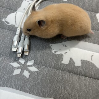 キンクマハムスター、メス