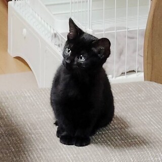 甘えん坊さん　ジェニちゃん