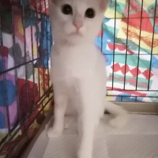 オッドアイが美しい白い猫