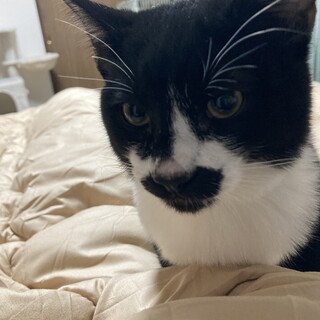 ヤンチャな黒猫