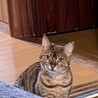 はHAMAちゃん