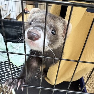 フェレット最期まで見てくださる方
