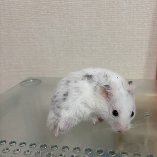 ゴールデンハムスター1歳5ヶ月♂ダルメシアン