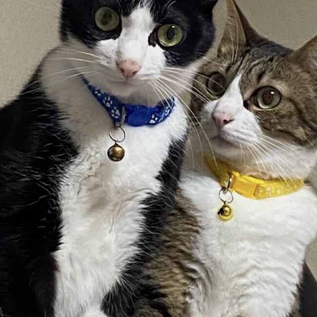 ポントランのカバー写真