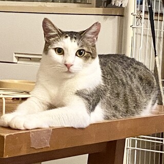 優しくて甘えん坊♡サフラン君