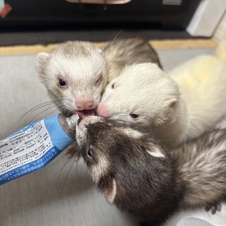 フェレット3匹の里親募集します