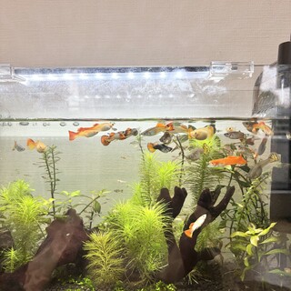 グッピーの成魚・稚魚　お譲りします✴︎