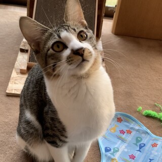 先住猫と仲良くしてます♡甘えん坊パナ君6ヶ月！