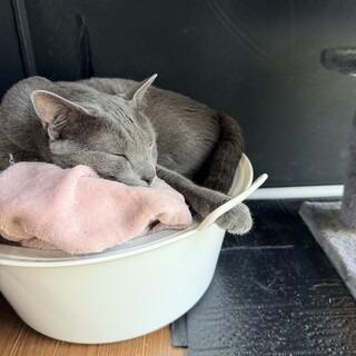 里親急募