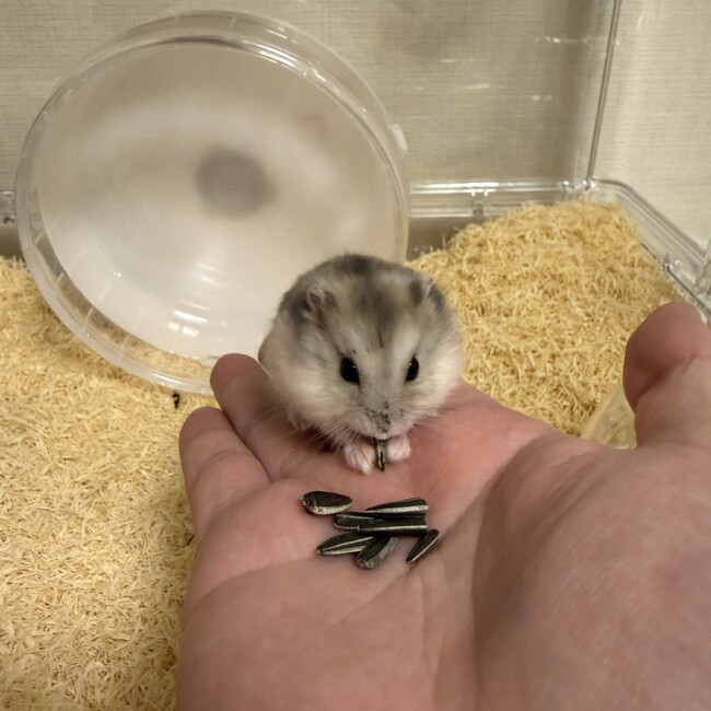 おざすけのカバー写真