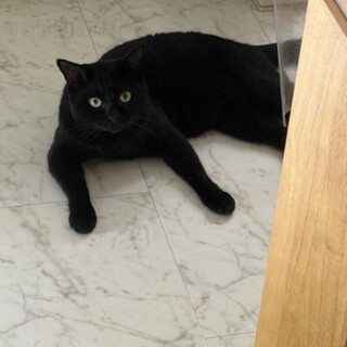 黒猫さんの里親さん募集