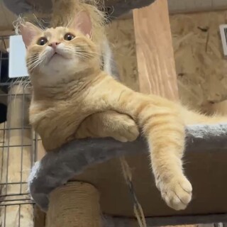 猫好き茶トラくん2歳