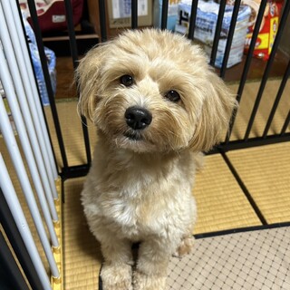 1歳7ヶ月 マルプー　オス