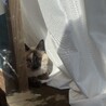 スズミヤ森
