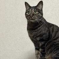 きぃ