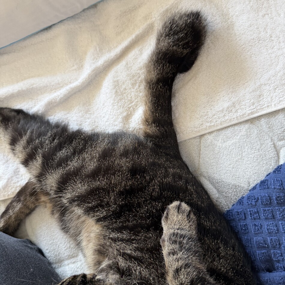 きぃのカバー写真