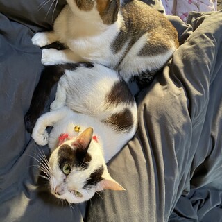 緊急。成猫の里親募集