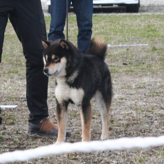 柴犬　3才5ヶ月の男の子