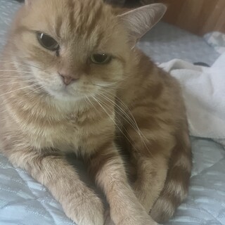 里親募集しています！珍しいネコちゃんです！