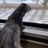 くろいてんてん