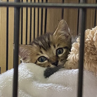 2ヶ月の子猫ちとせくん